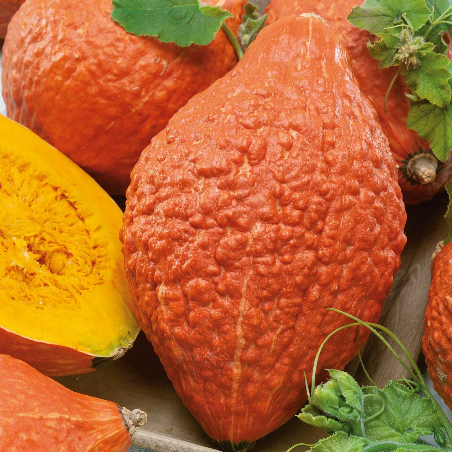 Semillas de calabaza invernal Golden Hubbard