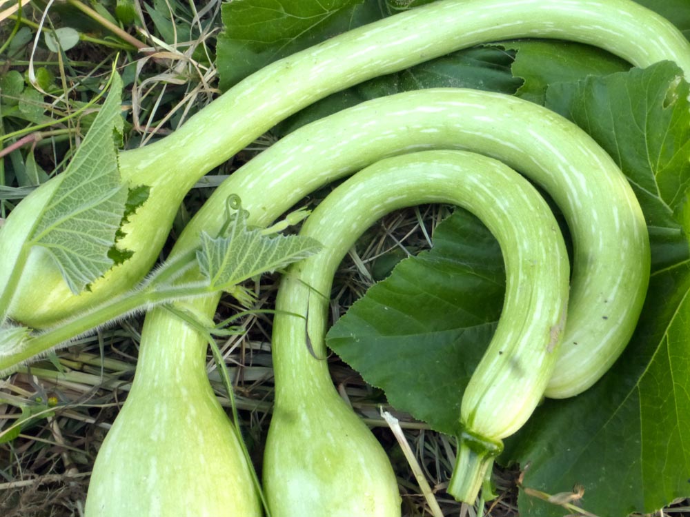 Graines de courge Tromboncino