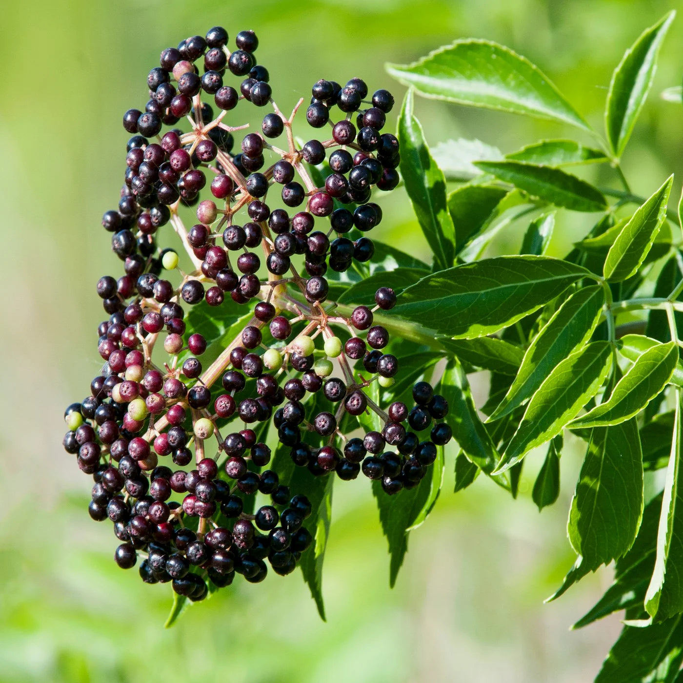Graines de fruit de sureau