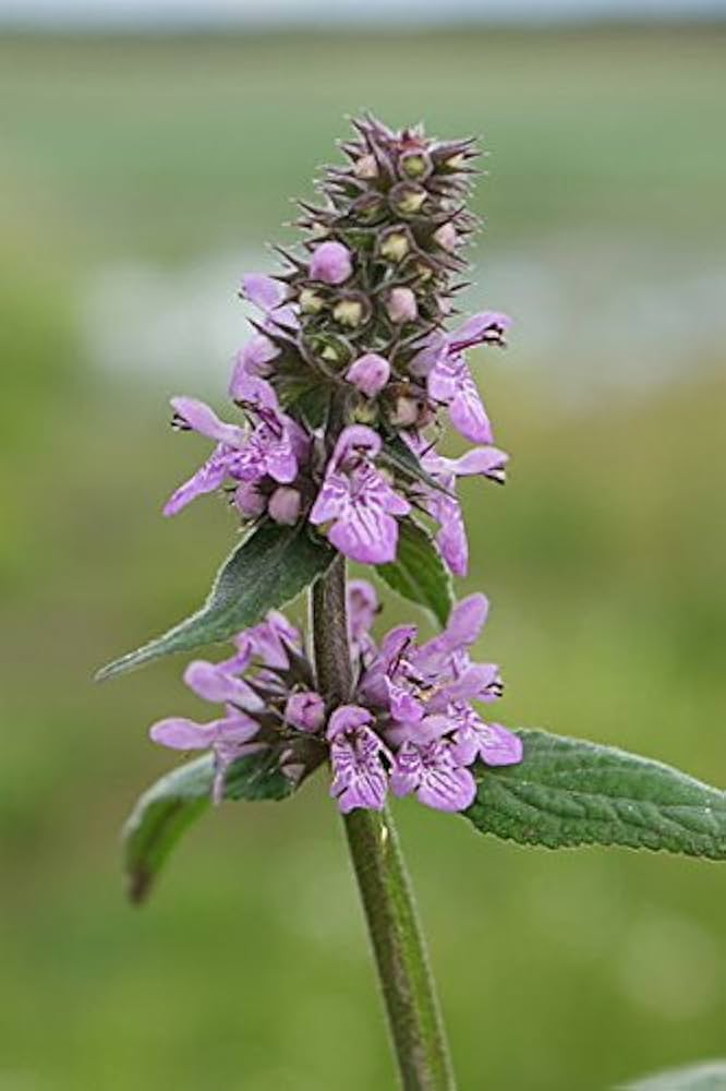 Marsh Woundwort (Stachys palustris) Hedge Nettle Herb Purple Flower Seeds