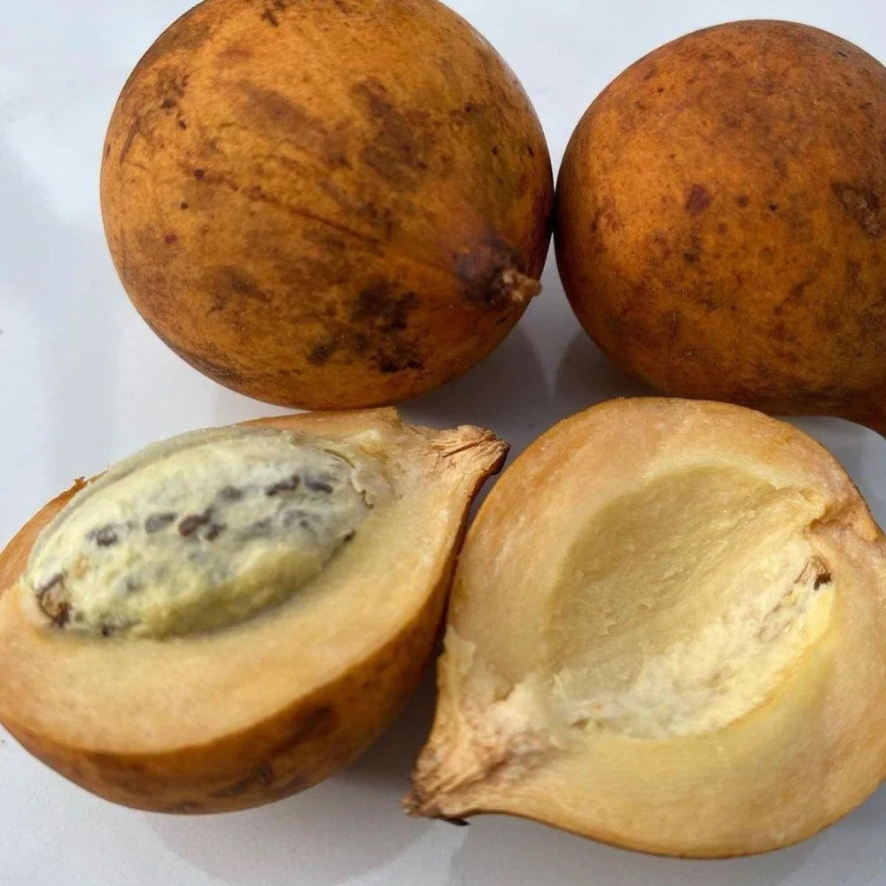 Caimitillo Chrysophyllum cainito Fruit Seeds for Planting in Tropical Garden