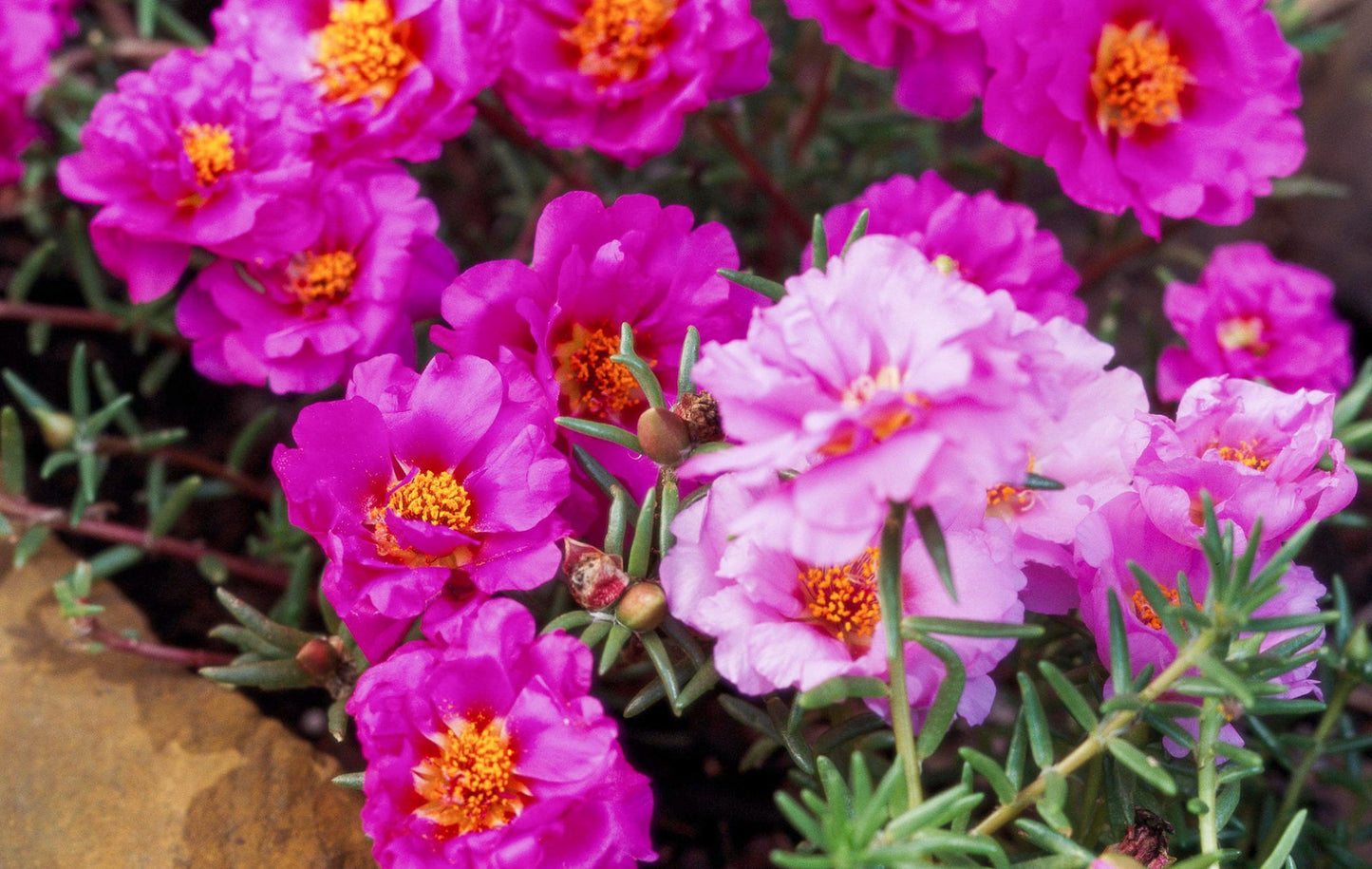 Moss Rose Flower Seeds