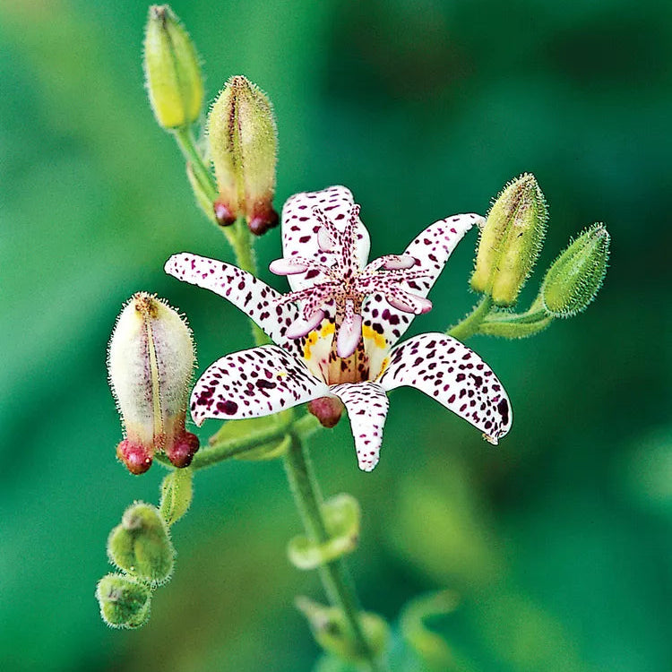 Japanese Toad Lily Flower Seeds