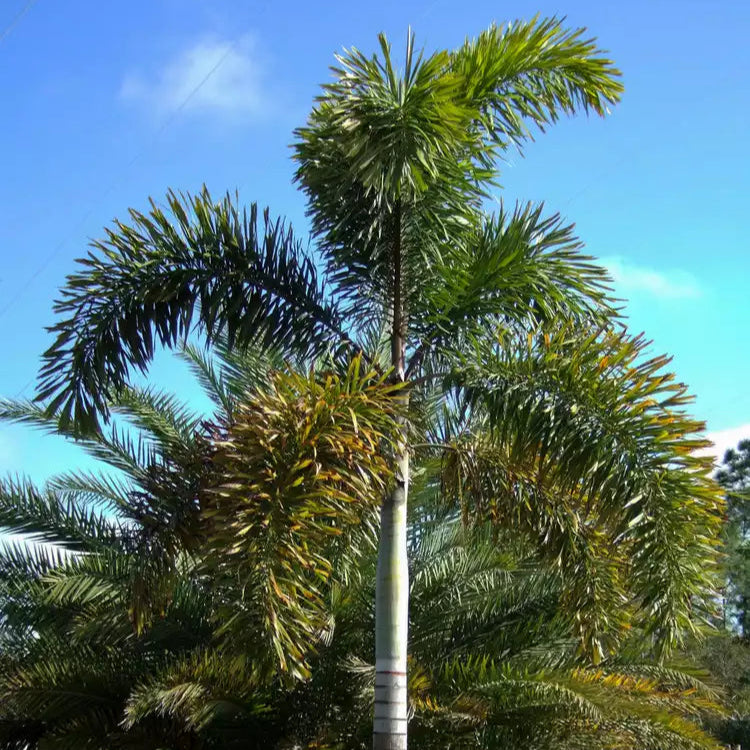 Foxtail Palm Tree Seeds (Wodyetia Bifurcata) for Planting – Heirloom, Non-GMO, Tropical, Easy to Grow