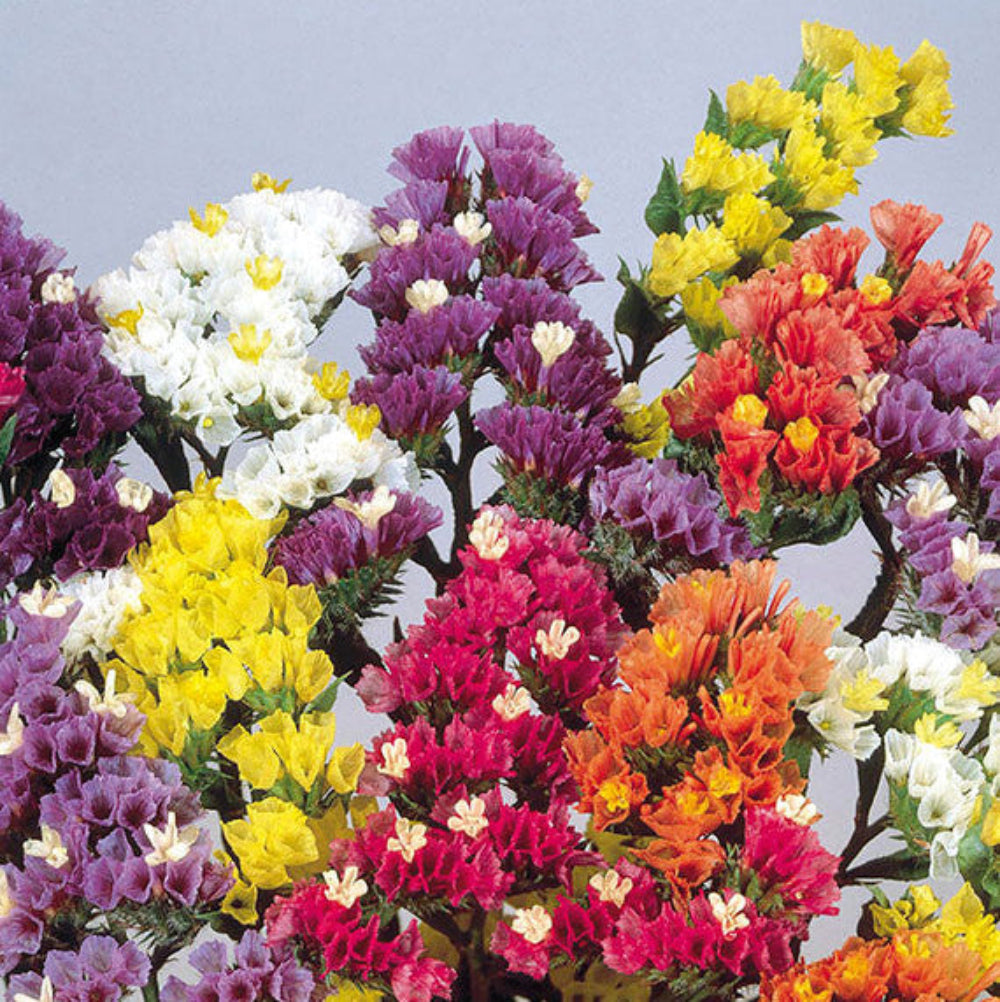 Semillas de flores de Limonium sinuatum
