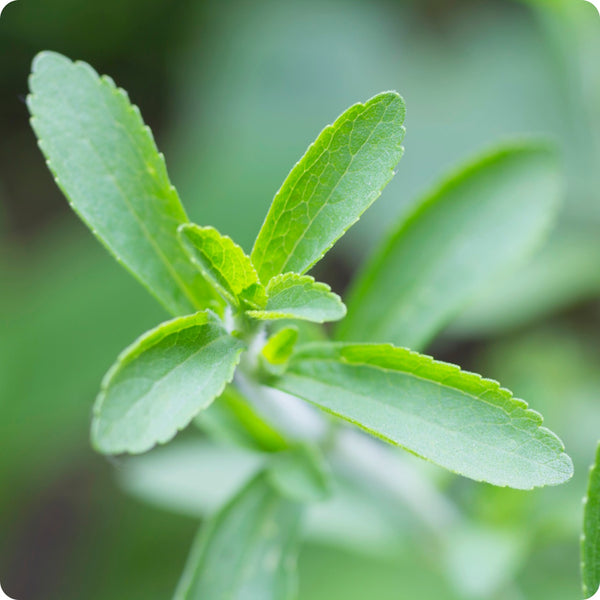 stevia plant seeds Stevia Seeds Stevia Rebaudiana Organic Garden Seeds – Pure Asia Seeds