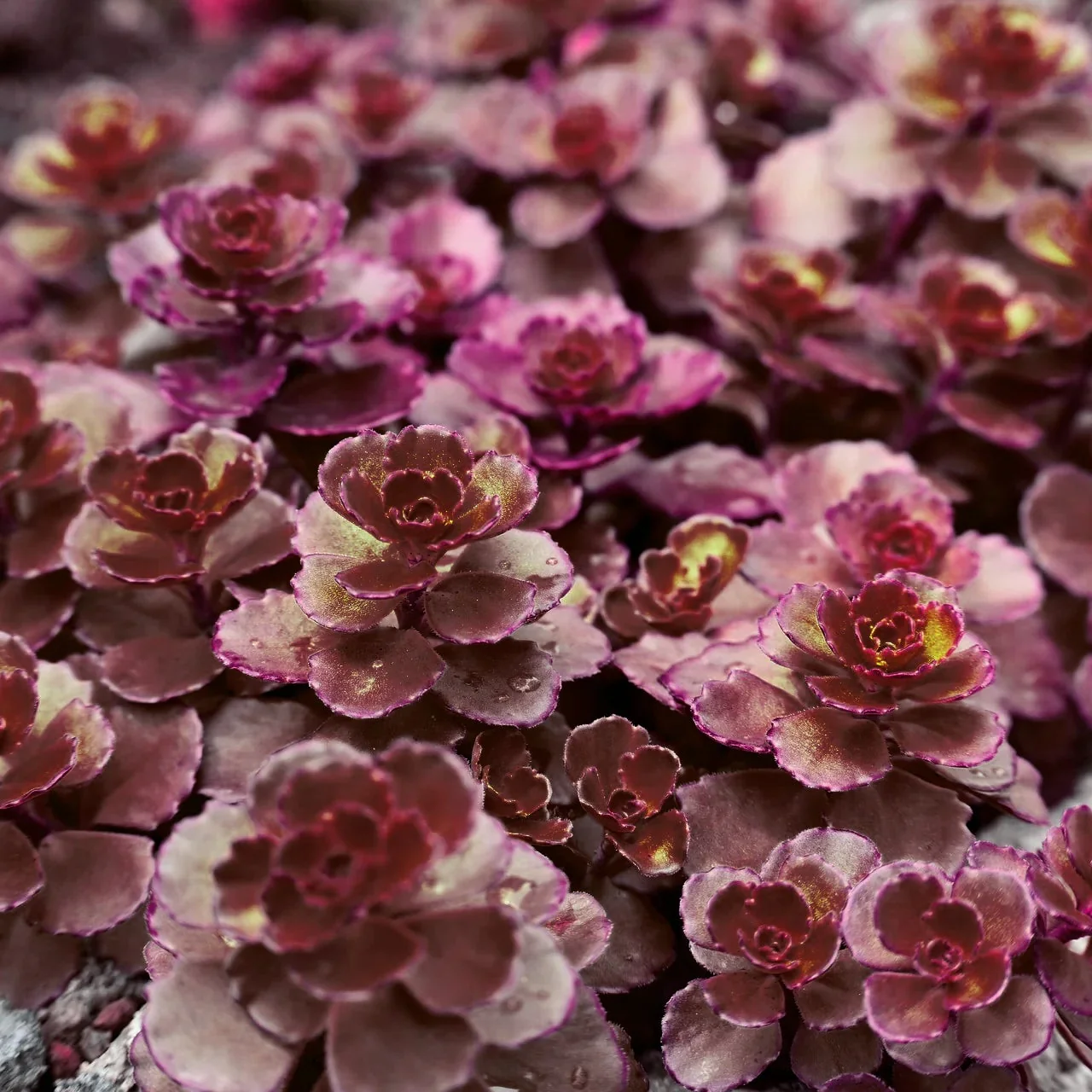 Sedum Spurium Flower Seeds