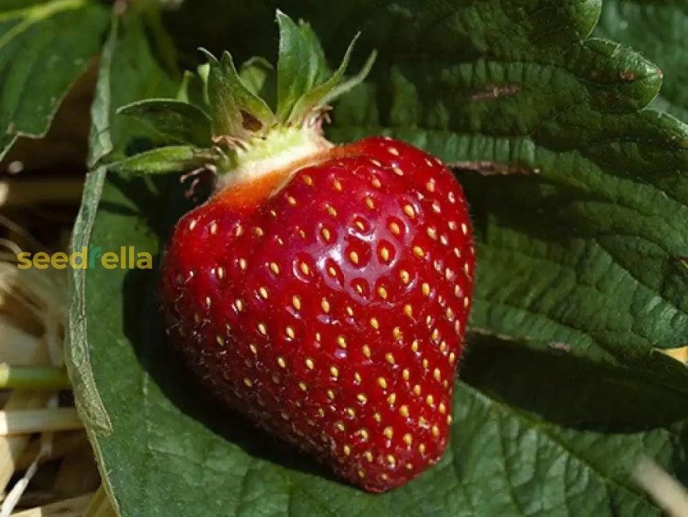 Strawberry Fruit Seeds Burgundy for Planting: High-Quality Seeds for Delicious Homegrown Strawberries