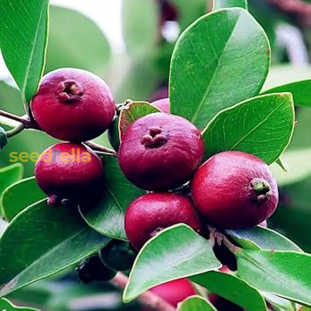 Strawberry Guava Seeds For Planting Grow Your Own Delicious Fruit Organic Garden  Seeds  Pure Asia Seeds
