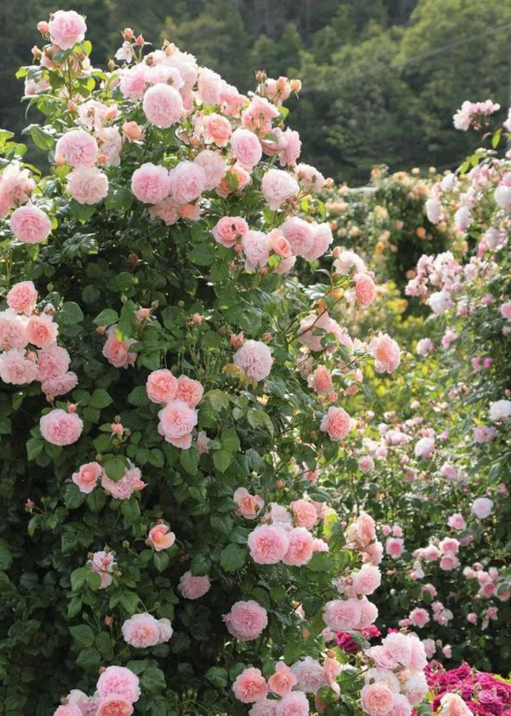 Catavel Pink Climbing Rose Flower Seeds