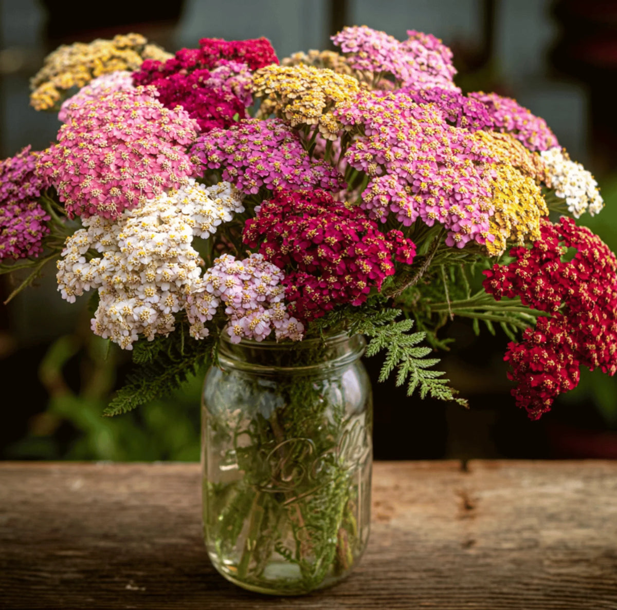 Mixed Yarrow Flower seeds for Planting - Easy to Grow, Heirloom & GMO Free Seeds for Home Garden