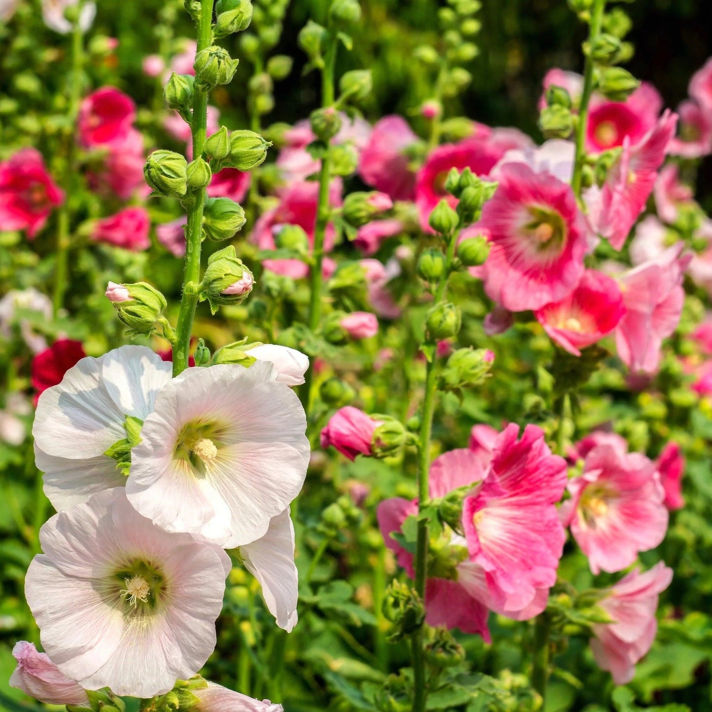 Summer Carnival Hollyhock Flower Seeds for Planting – Heirloom, Non-GMO, Easy to Grow, Perennial