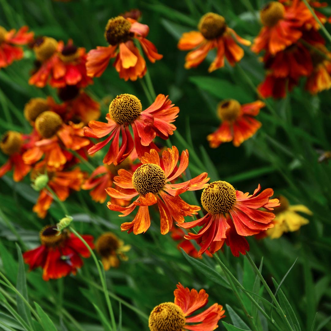 helenium flower seeds Helenium (Sneezeweed) Flower Seeds for Planting – Heirloom, Non-GMO, P – Pure Asia Seeds