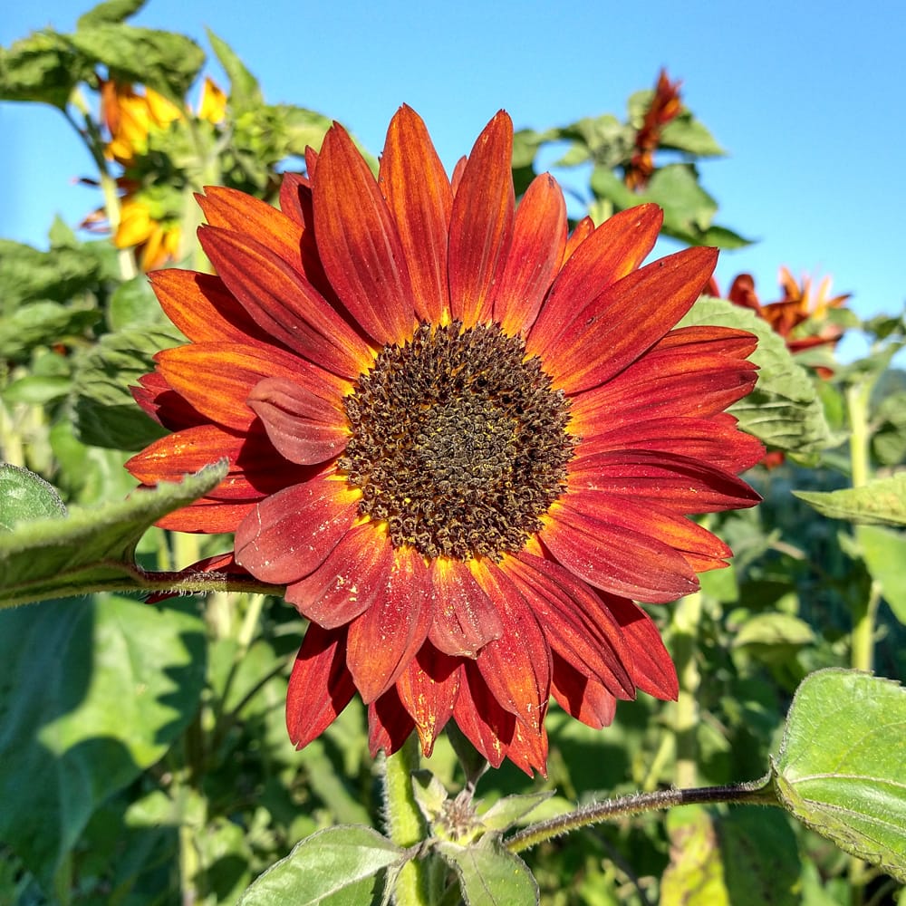 Maroon Sunflower Seeds