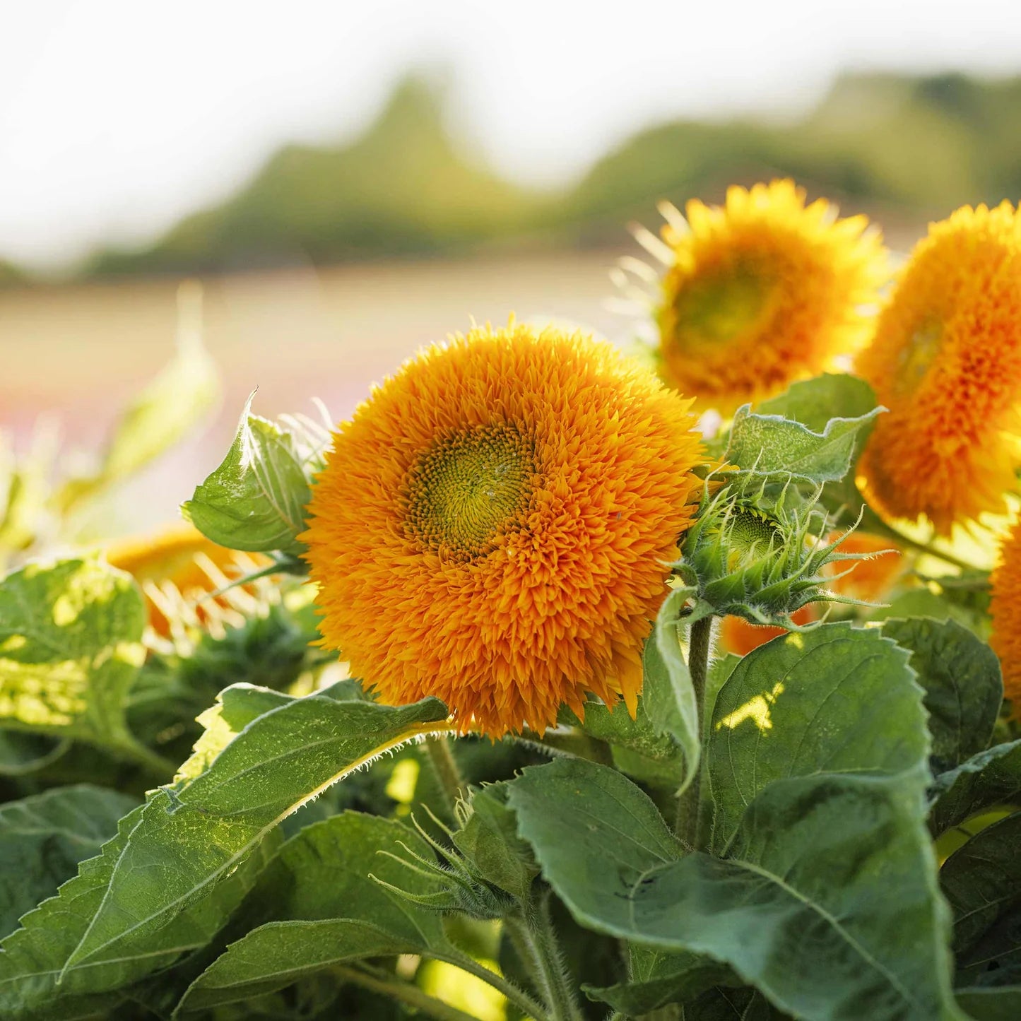 Teddy Bear Dwarf Sunflower Seeds