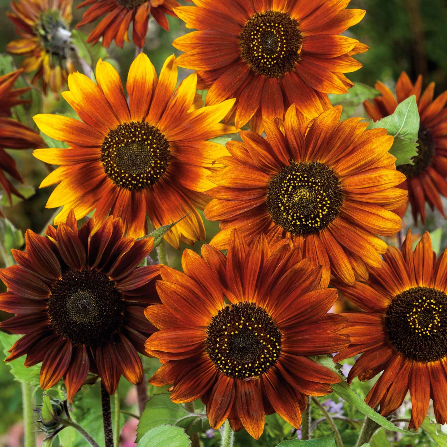 Earth walker Sunflower Seeds