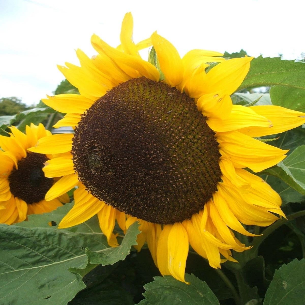 Sonnenblumen 'Sunzilla Giant' Samen