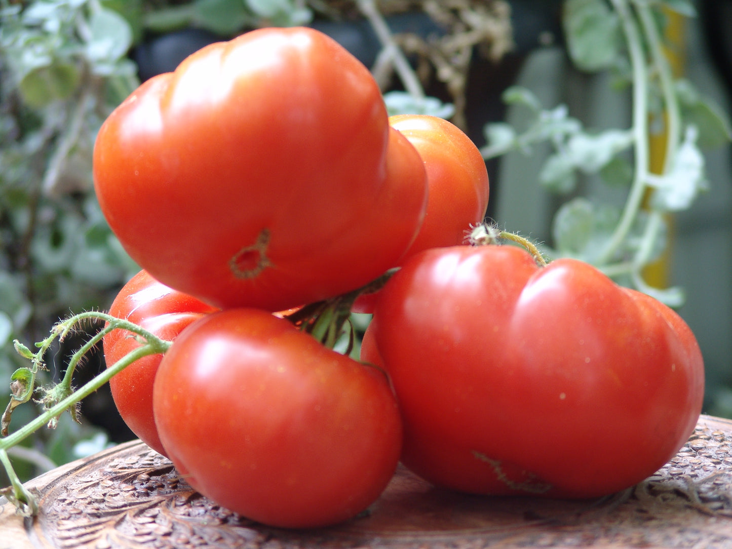 Early Goliath Tomato Vegetable Seeds