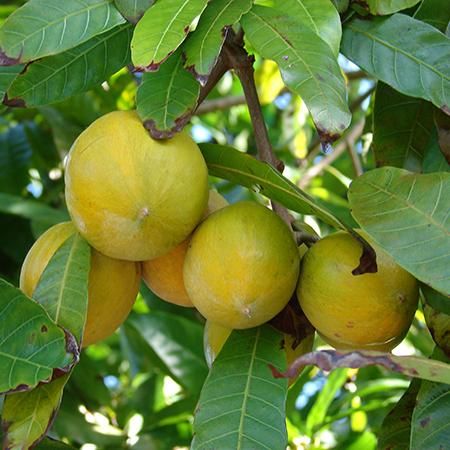 Abiu Fruit Seeds for Easy Planting