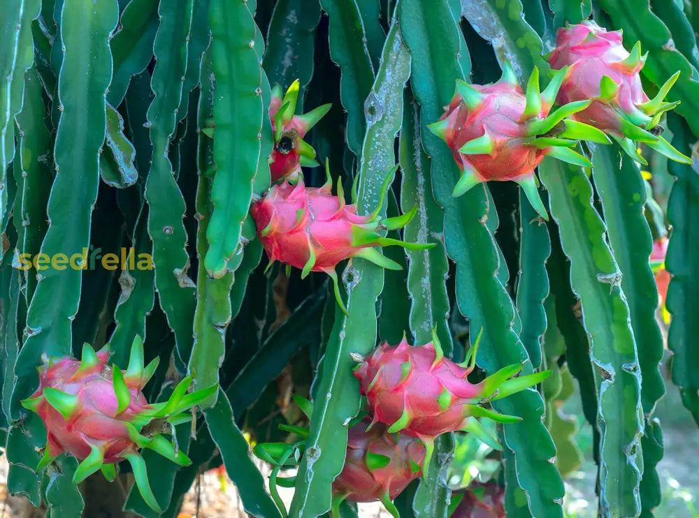 Green Pitaya Fruit Seeds - Grow Exotic Dragon Fruit