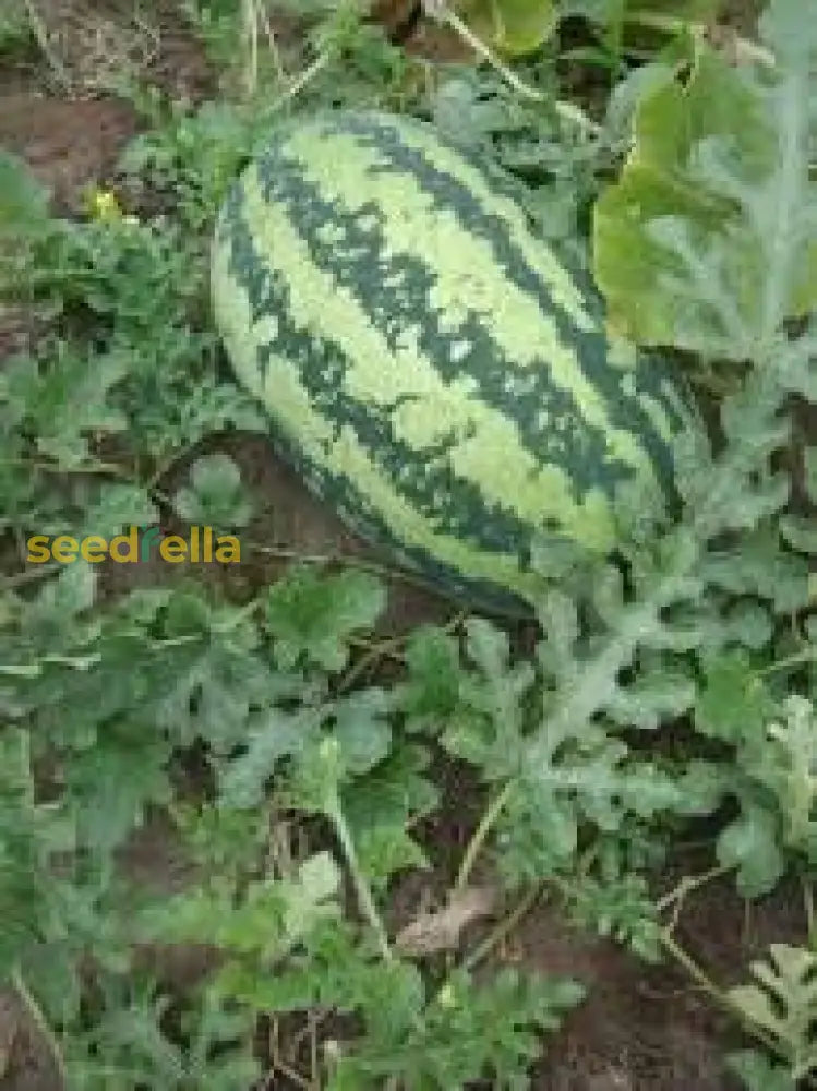 Mountain Hoosier Watermelon Seeds for Planting - Sweet & Juicy Fruit