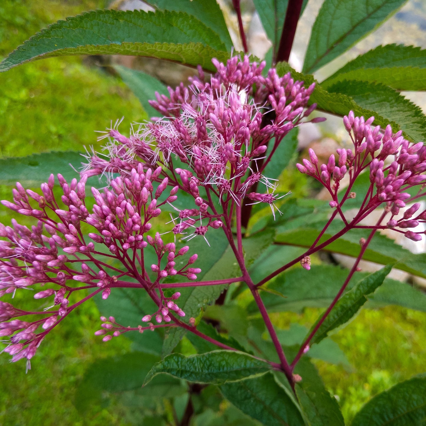 Joe Pye Weed Flower Seeds