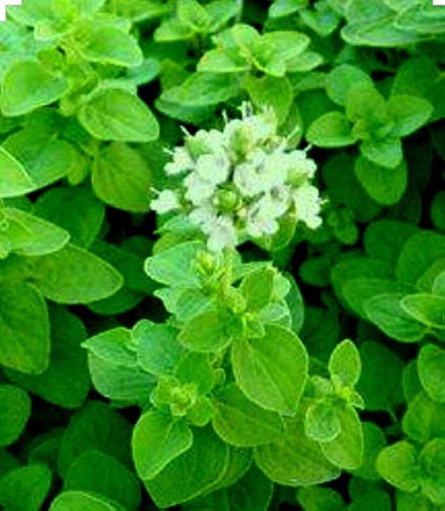 Sweet Majoran Origanum majorana Seeds for Planting herb patch urban kitchen garden