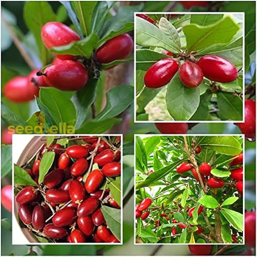 Dulcificum Fruit Seeds for Planting - Grow Miracle Fruit at Home