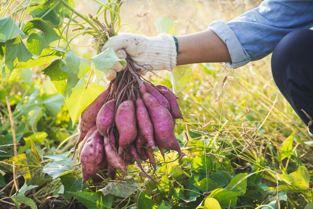 Sweet Potato Vegetable Seeds