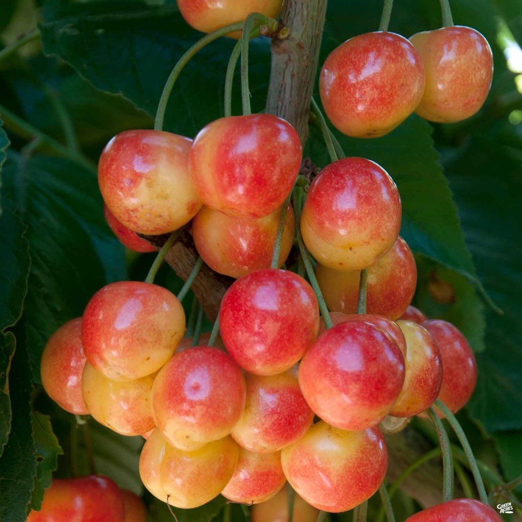 Rainier Sweet Cherry Seeds for Planting Grow Your Own Fruit