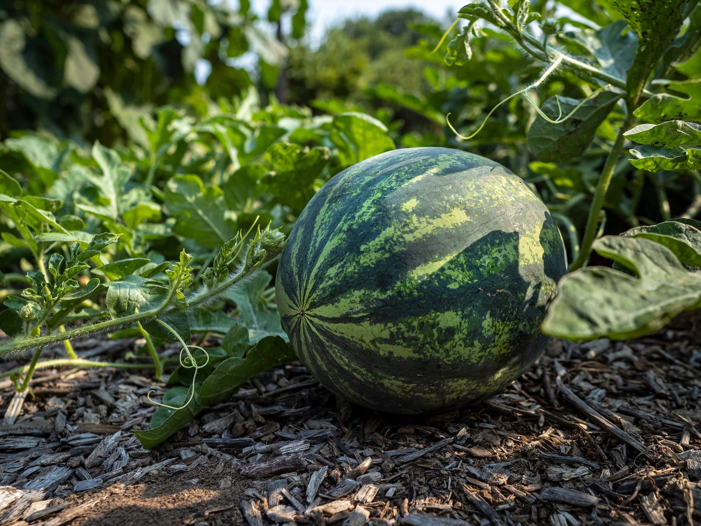 Sweet Seedless Watermelon Seeds for Planting and Delicious Treats