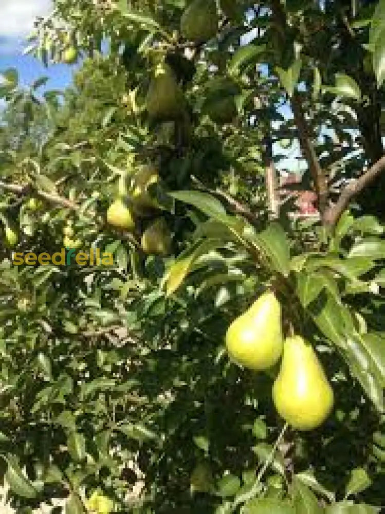 Wild Pear Tree Planting Guide for Fruitful Yields Seed for Sustainable Growth and Garden Enrichment