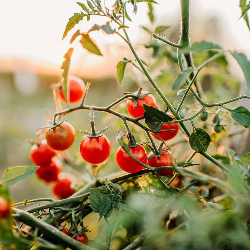 Rosalita Cherry Tomato Vegetable Seeds