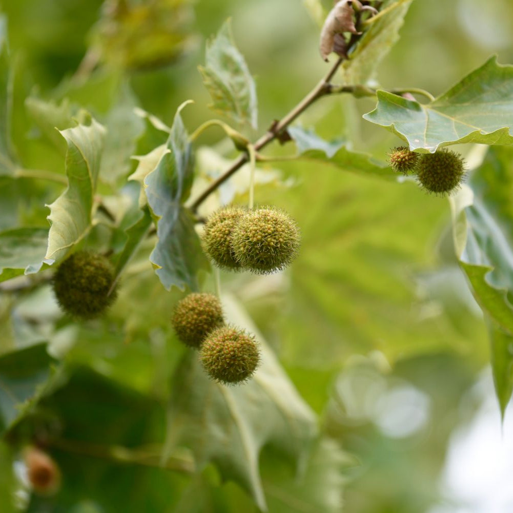 seeds for tree planting American Sycamore Shrub Seeds for Planting – Heirloom, Non-GMO, Shade – Pure Asia Seeds