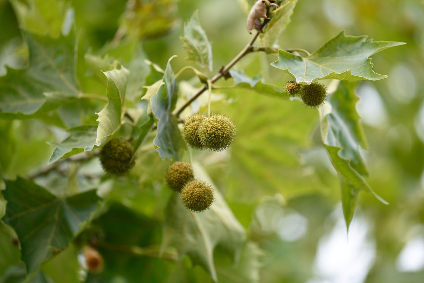 American Sycamore Plant Seeds