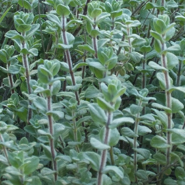 Semi di erba di Origanum Syriacum