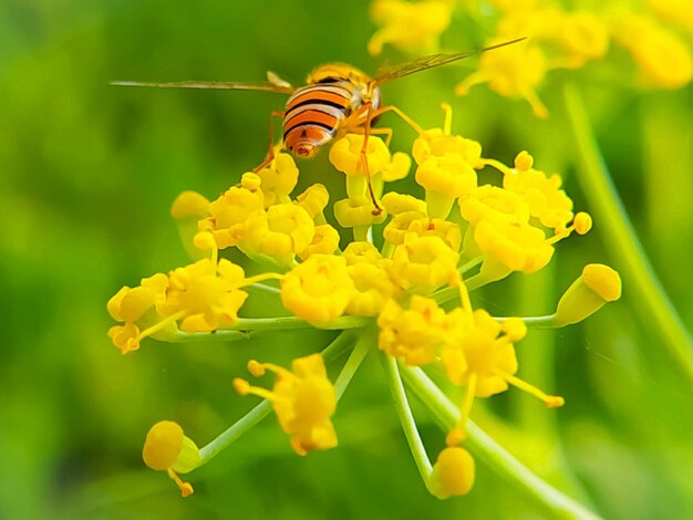 Tall Yellow Heracleum Plants in Garden Display