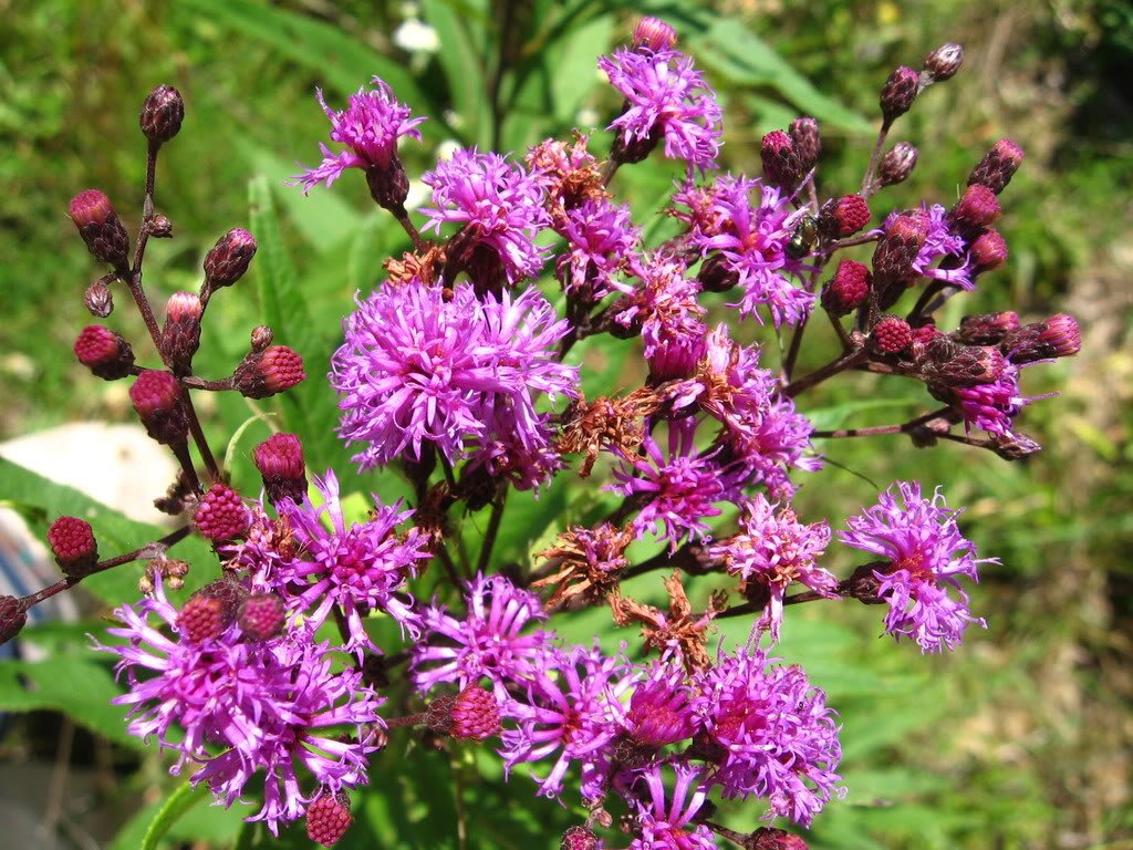 Purple Ironweed (Vernonia fasciculata) Flower Seeds