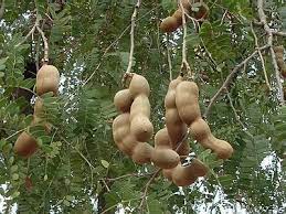 Tamarind Fruit Tree (Tamarindus indica) Bean Pod Legume Seeds