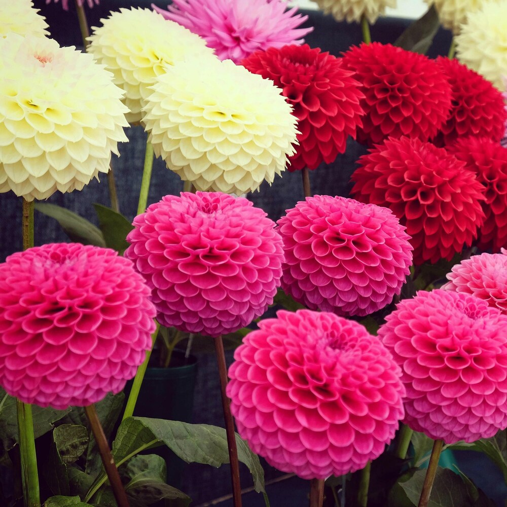 dahlia seeds india Dahlia Flower Seeds for Planting – Heirloom, Non-GMO, Easy to Grow, An – Pure Asia Seeds