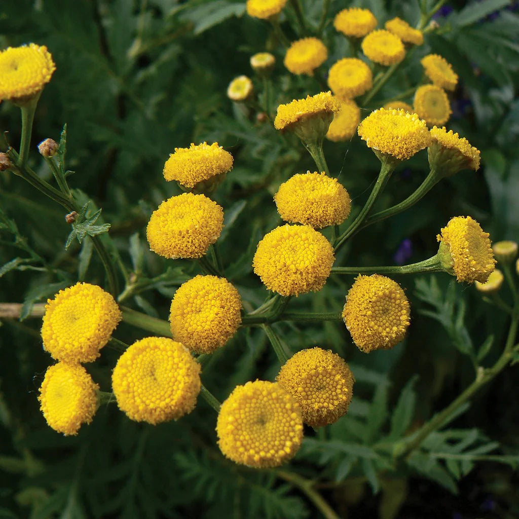 Tansy Flower Seeds