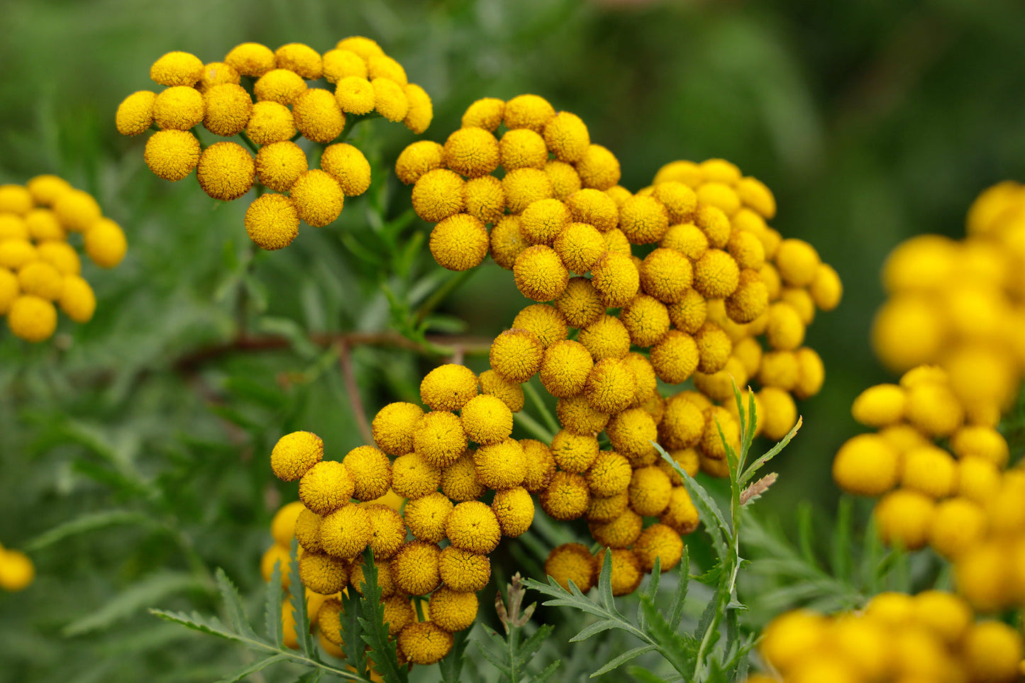 Yellow Tansy Double Golden Buttons (Tanacetum vulgare) Fern Leaf Flower Seeds