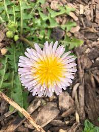 Pink Dandelion (Taraxacum pseudoroseum) Herb Flower Seeds