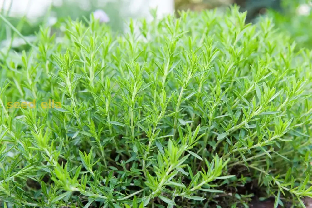 Green Tarragon Seeds for Planting