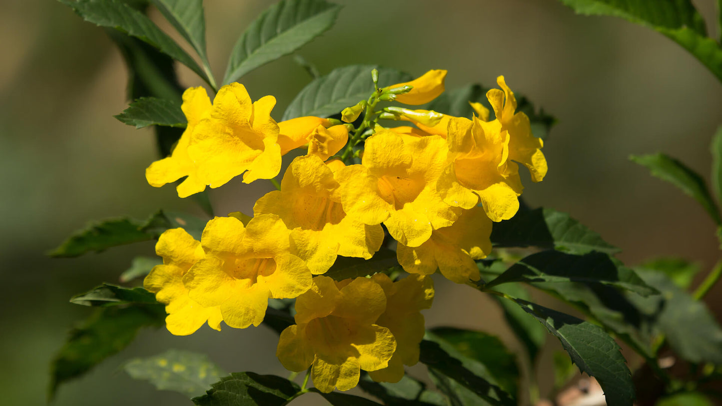 Yellow Bells Flower Seeds