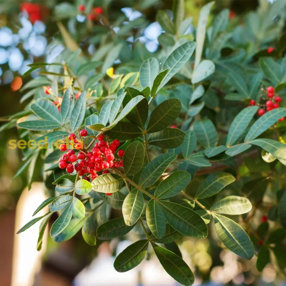 Terebinthifolius Seeds for Planting | Mixed Varieties