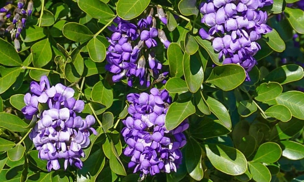 Texas Mountain Laurel Tree Seeds – Heirloom, Non-GMO, Drought-Tolerant, Perennial