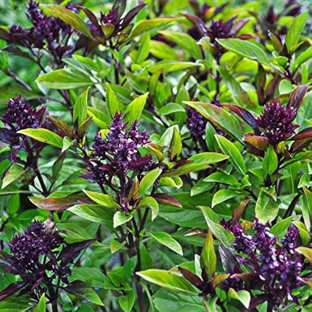 Thai Basil Ocimum basilicum Seeds for Planting herb garden container kitchen pot