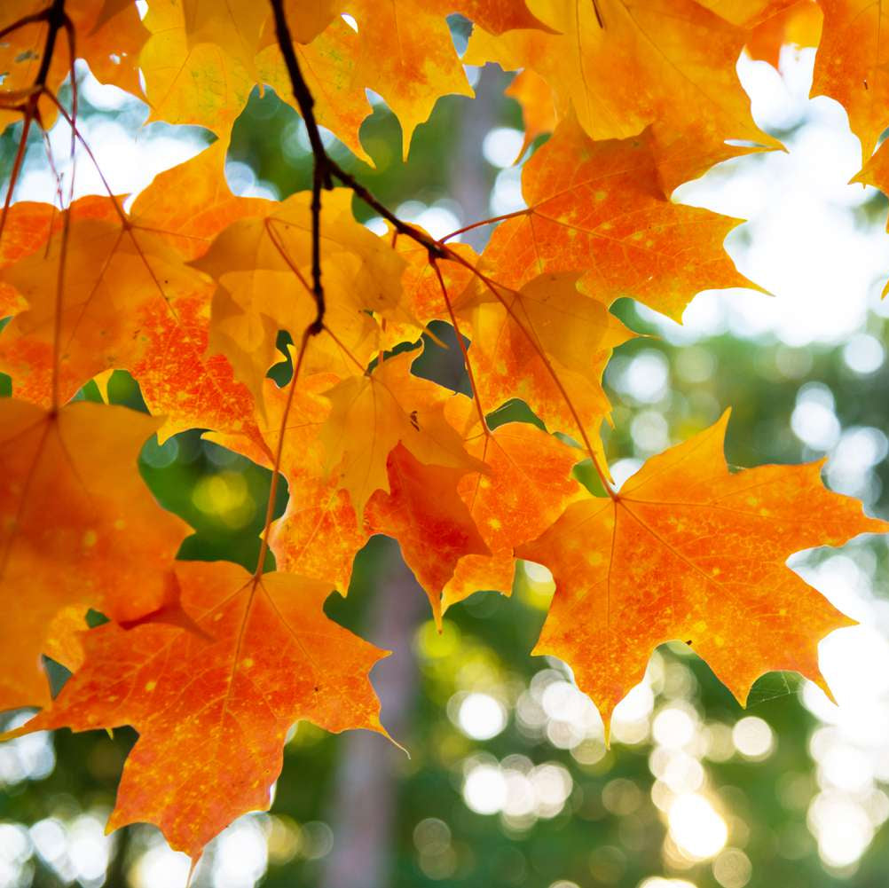 Sugar Maple Herb Seeds