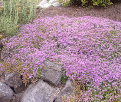 Conehead Thyme (Thymus capitatus syn. Thymbra capitata) Mediterranean Herb with Purple Flowers Seeds
